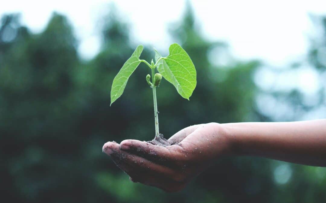 El avance hacia la neutralidad climática
